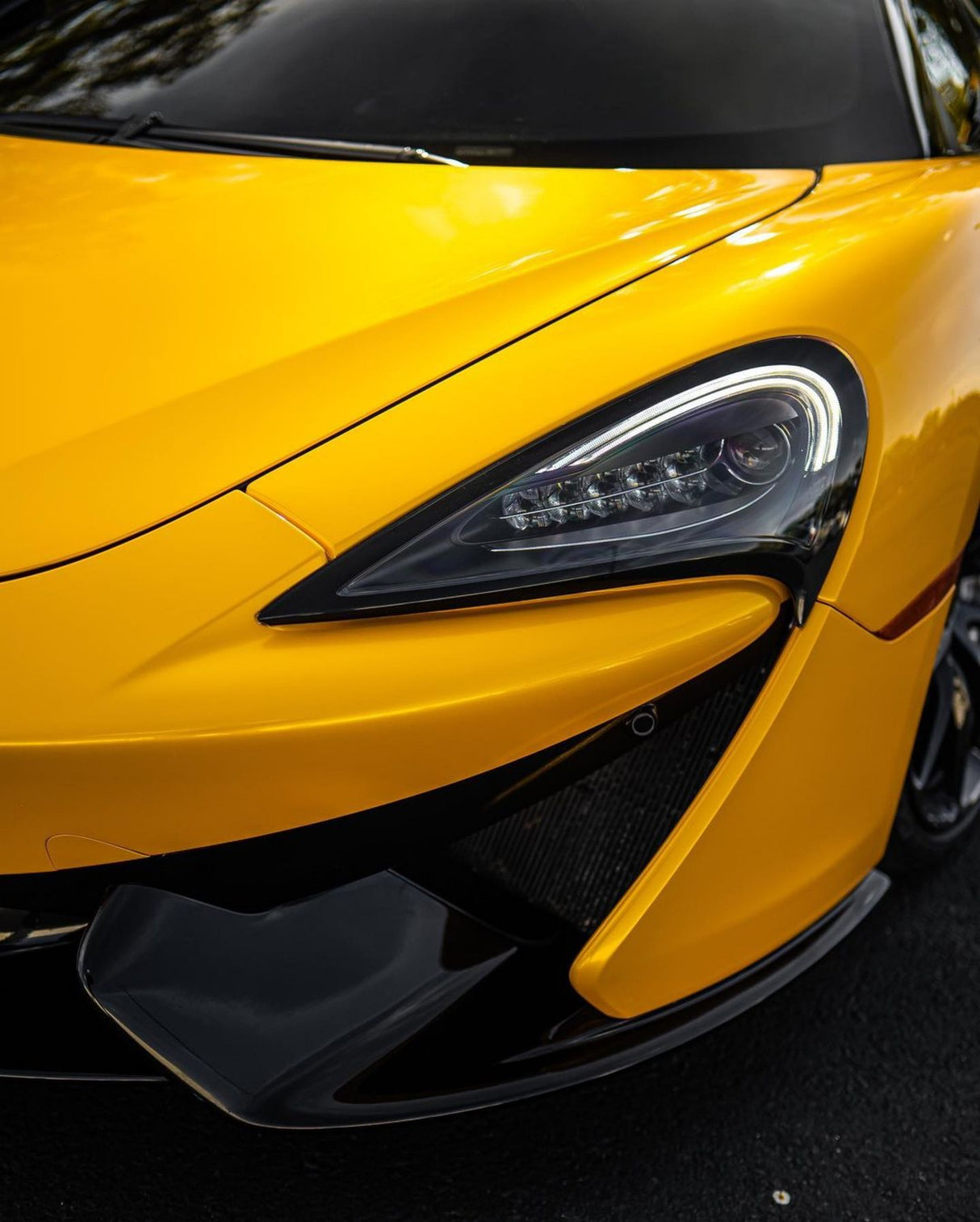 Sunflower Yellow (CG12-HD)