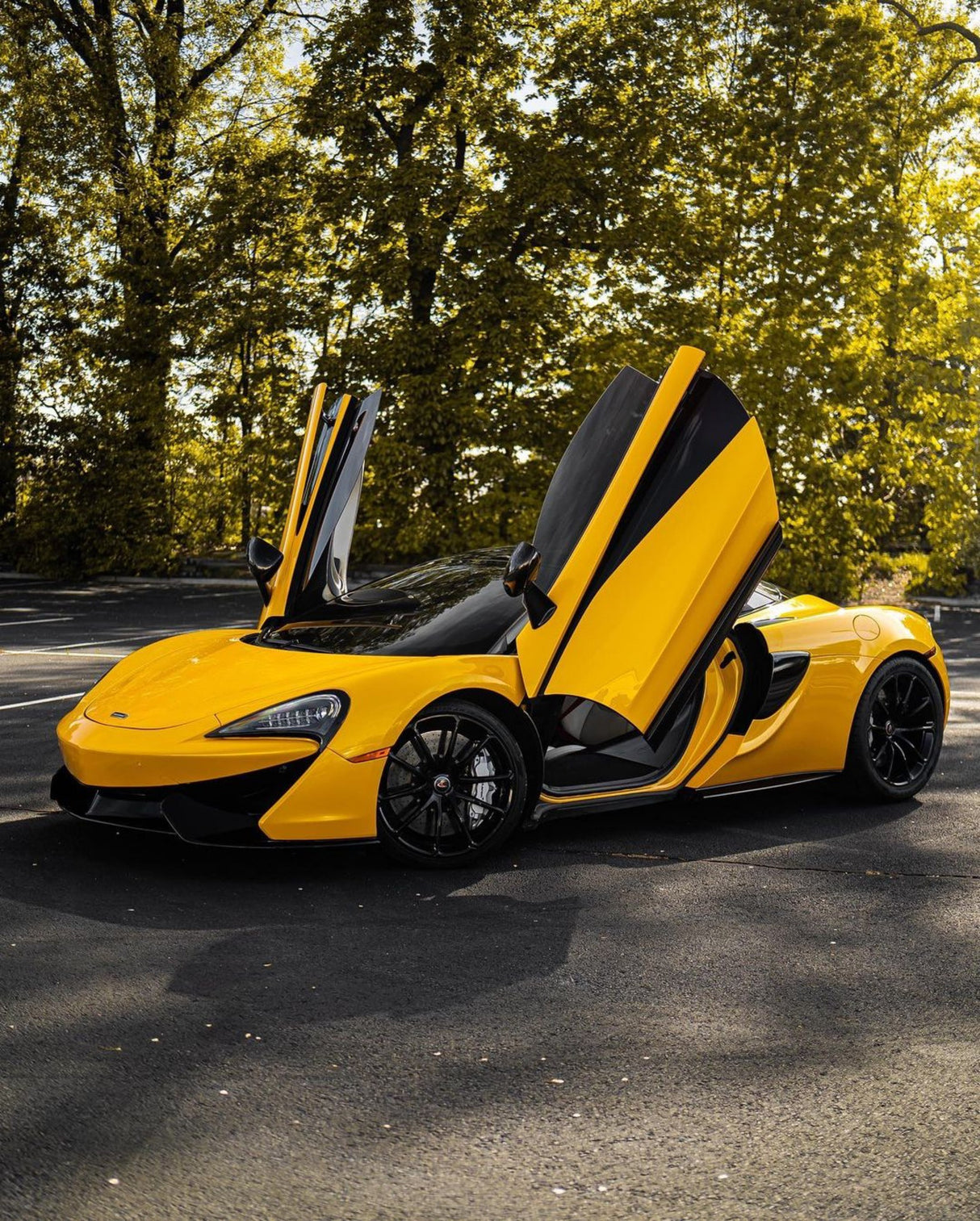 Sunflower Yellow (CG12-HD)